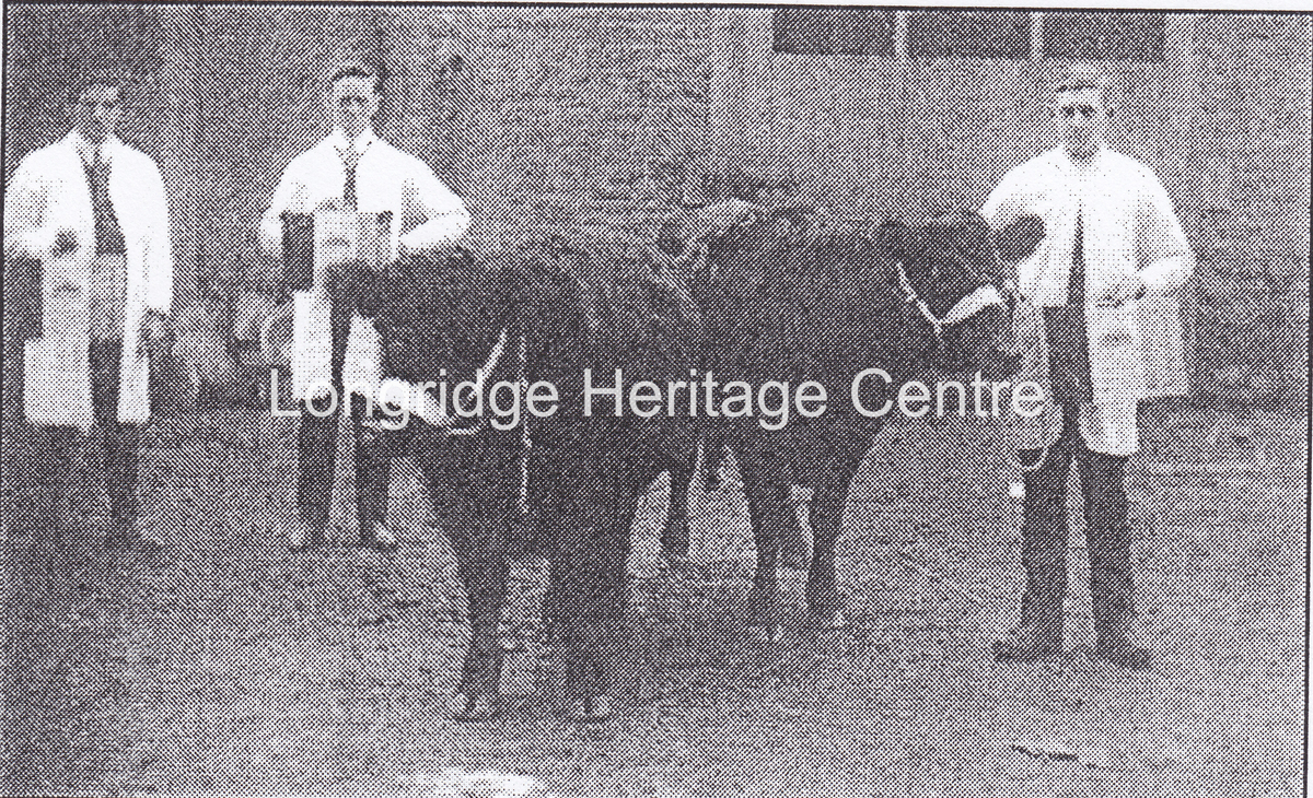 894 - Co-op building - Employees with cattle at rear of main building - Unknown